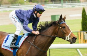 Atlantic Jewel winning the Top Cut Stocks Stakes at Moonee Valley - photo by Race Horse Photos Australia