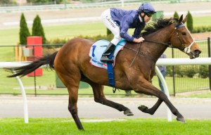 Atlantic Jewel winning the Top Cut Stocks Stakes at Moonee Valley - photo by Race Horse Photos Australia