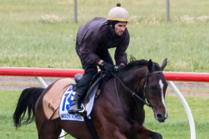 Mount Athos at Werribee Track TrackWork