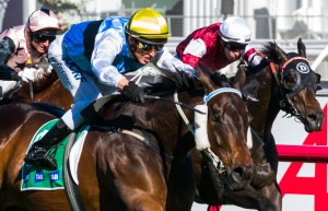 Smokin' Joey winning the The TAB.com.au at Flemington ridden by Chris Symons and trained by Wez Hunter - (photo by Steven Dowden/Race Horse Photos Australia)