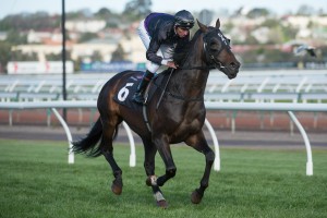 Fiorente, Nash Rawiller