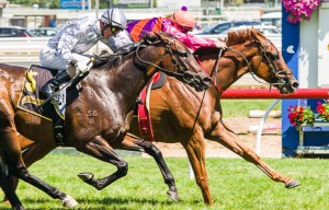 Adebisi winning the Schweppes Rubiton Stakes at Caulfield - photo by Race Horse Photos Australia (Steven Dowden)