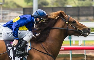 Mister Milton winning the The Straight Six at Flemington - photo by Race Horse Photos Australia