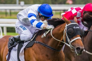 Vilanova winning the Autumn Classic at Caulfield ridden by Craig Newitt and trained by Chris Waller - (photo by Steven Dowden/Race Horse Photos Australia)