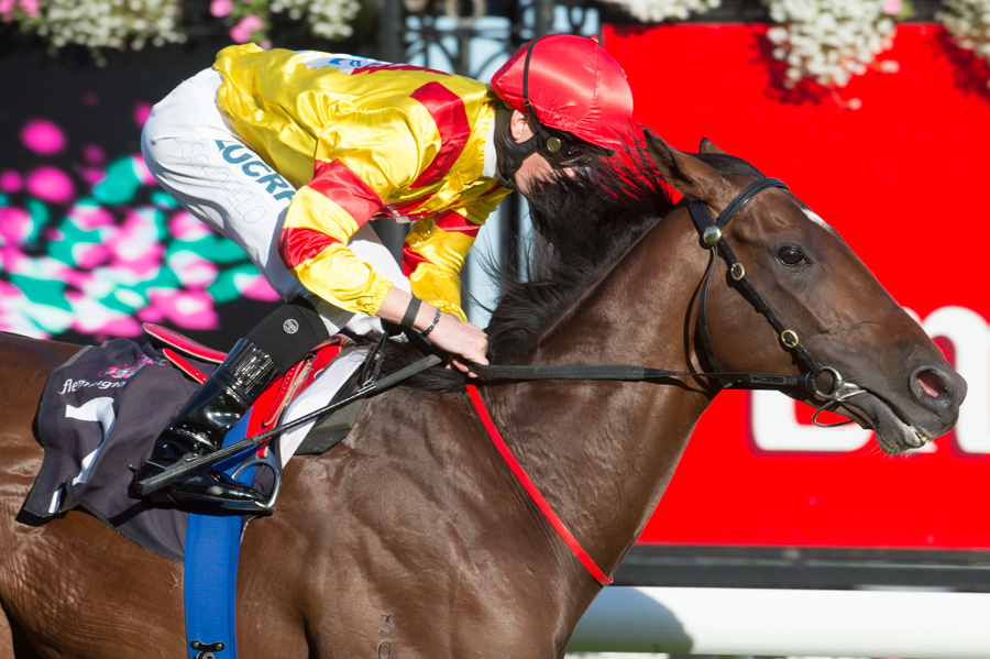 Morphettville racecourse: SA Derby 2014 day Fields | Sports News Australia