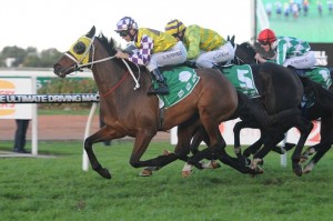 Sacred Flyer is our Top Tio long shot at Randwick racecourse