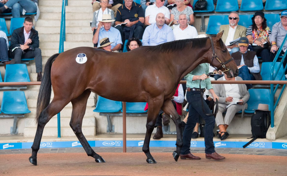 Buoyant first day of Inglis Easter Sale Sports News Australia