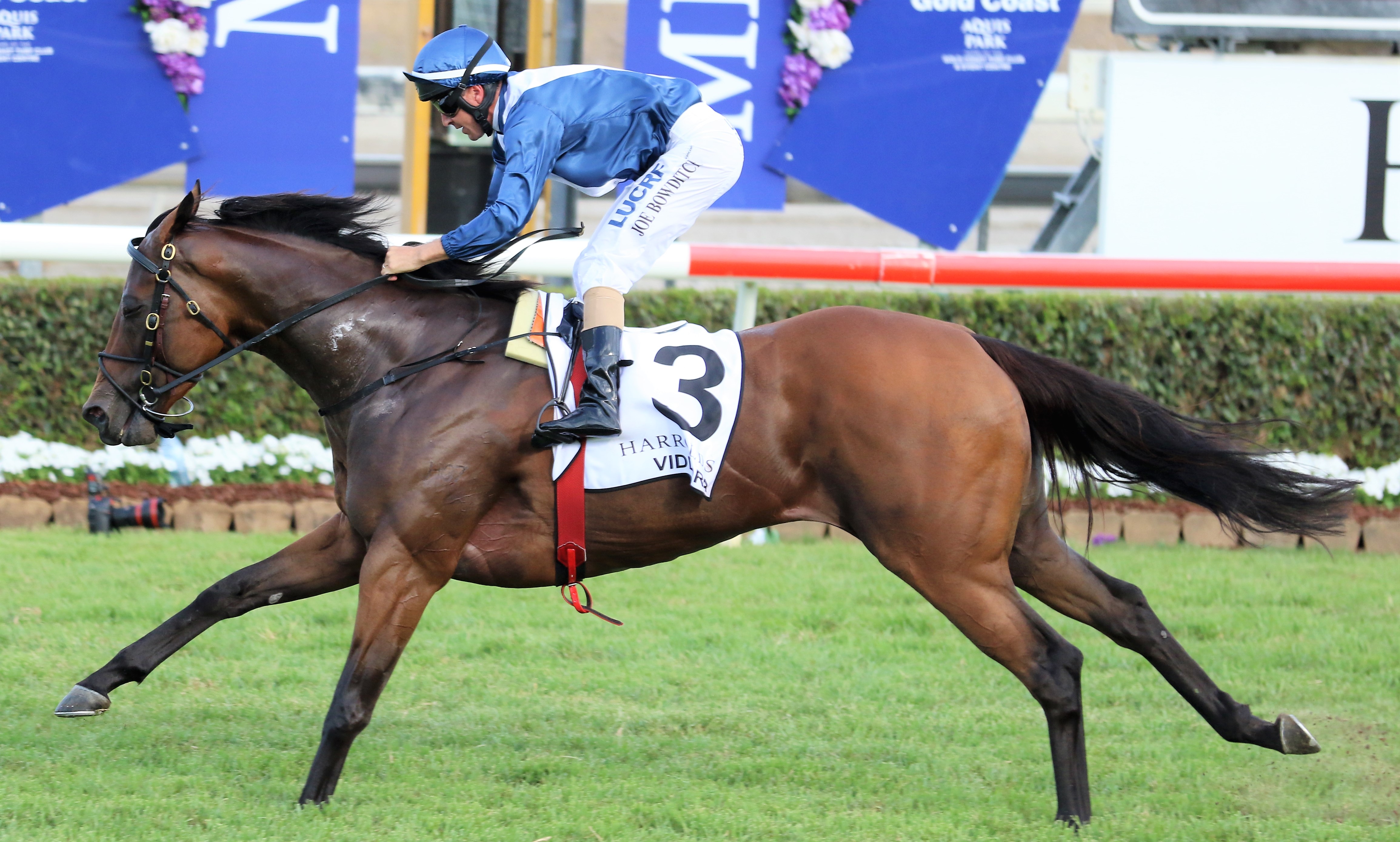 Viddora gearing up for Moir Stakes return | Sports News Australia