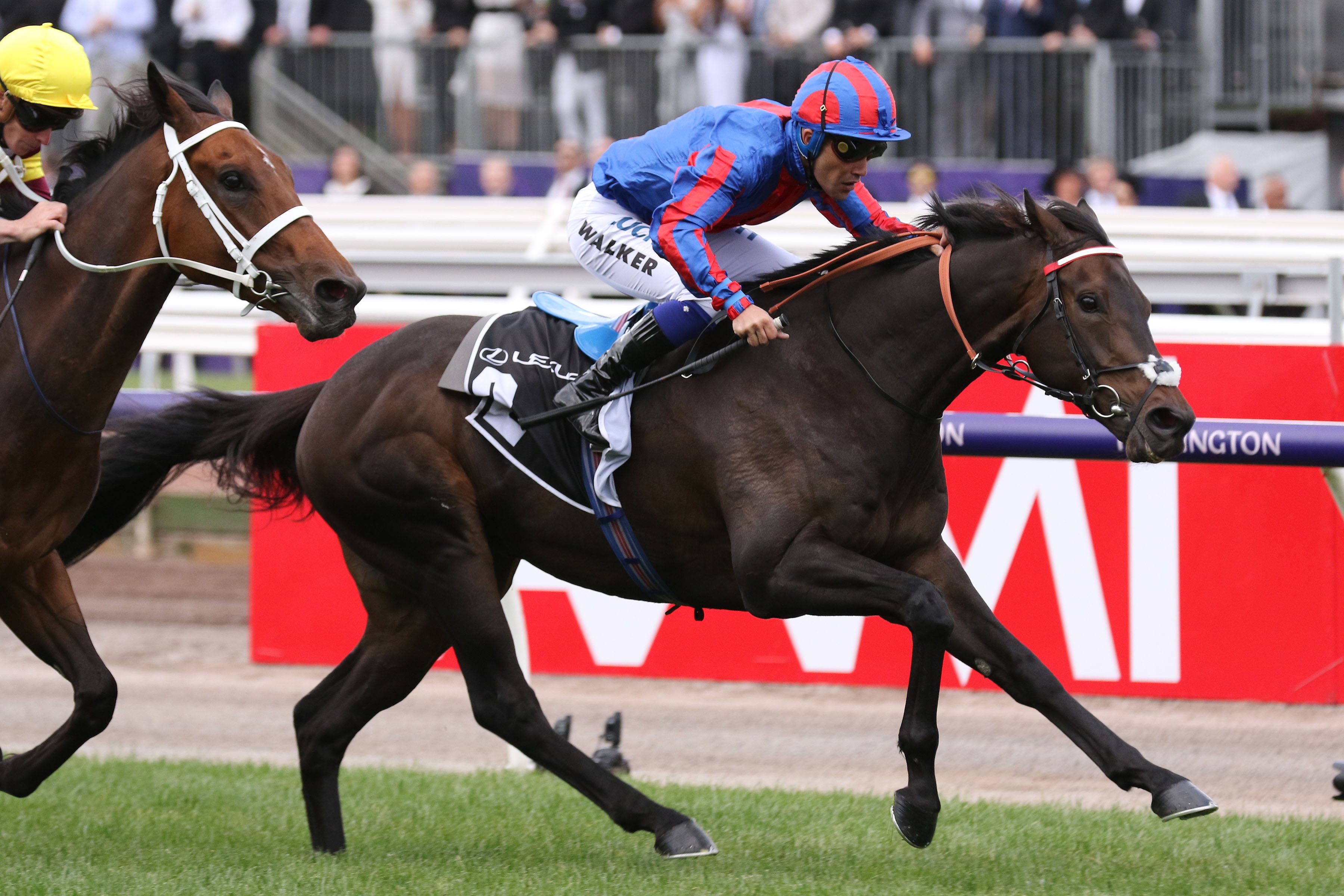 Geelong Cup to have 2019 Melbourne Cup implications  Sports News Australia