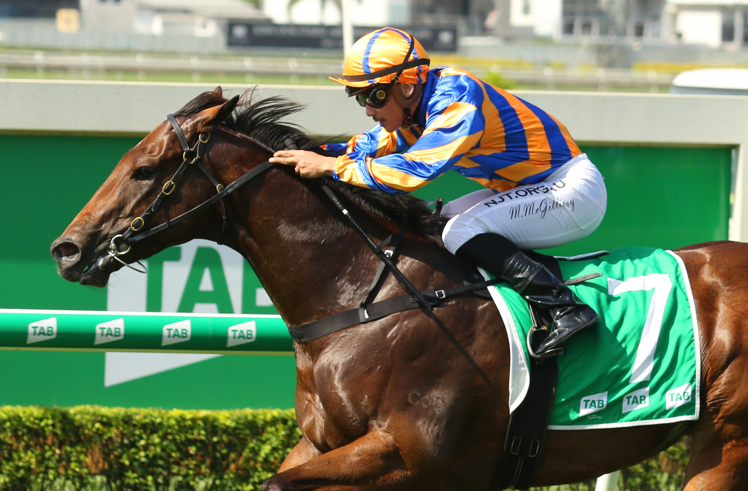 Le Palmier could head to the Magic Millions Guineas | Sports News Australia