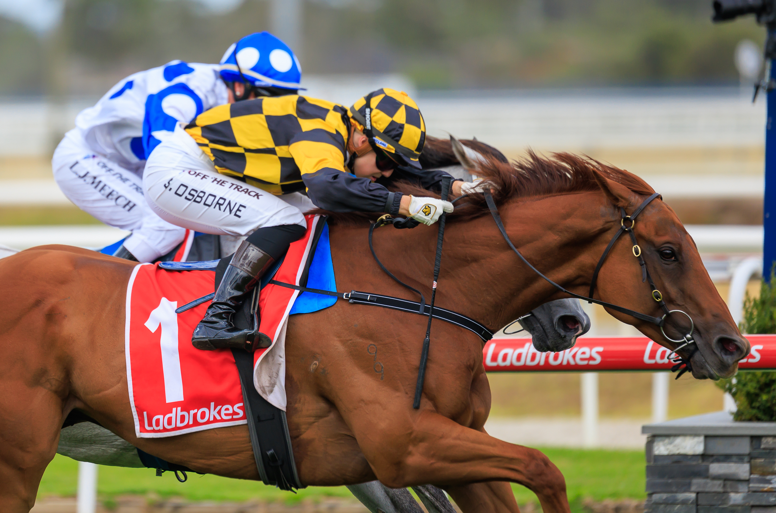 Horse Racing News: Holymanz strikes again at Geelong races